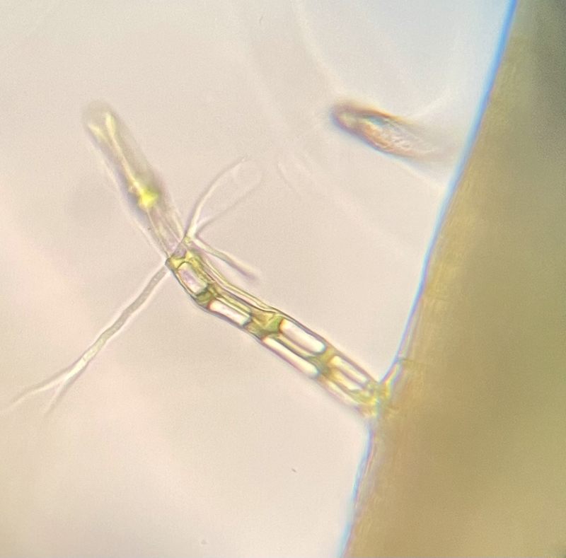 Pseudocampylium radicale